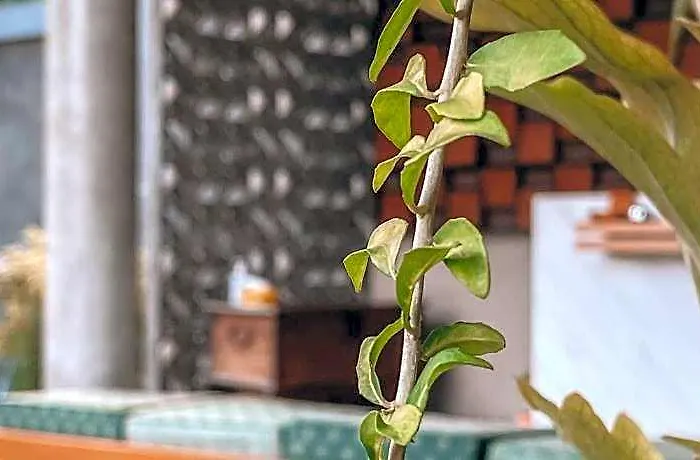 Hotel Perissos Echo Canggu